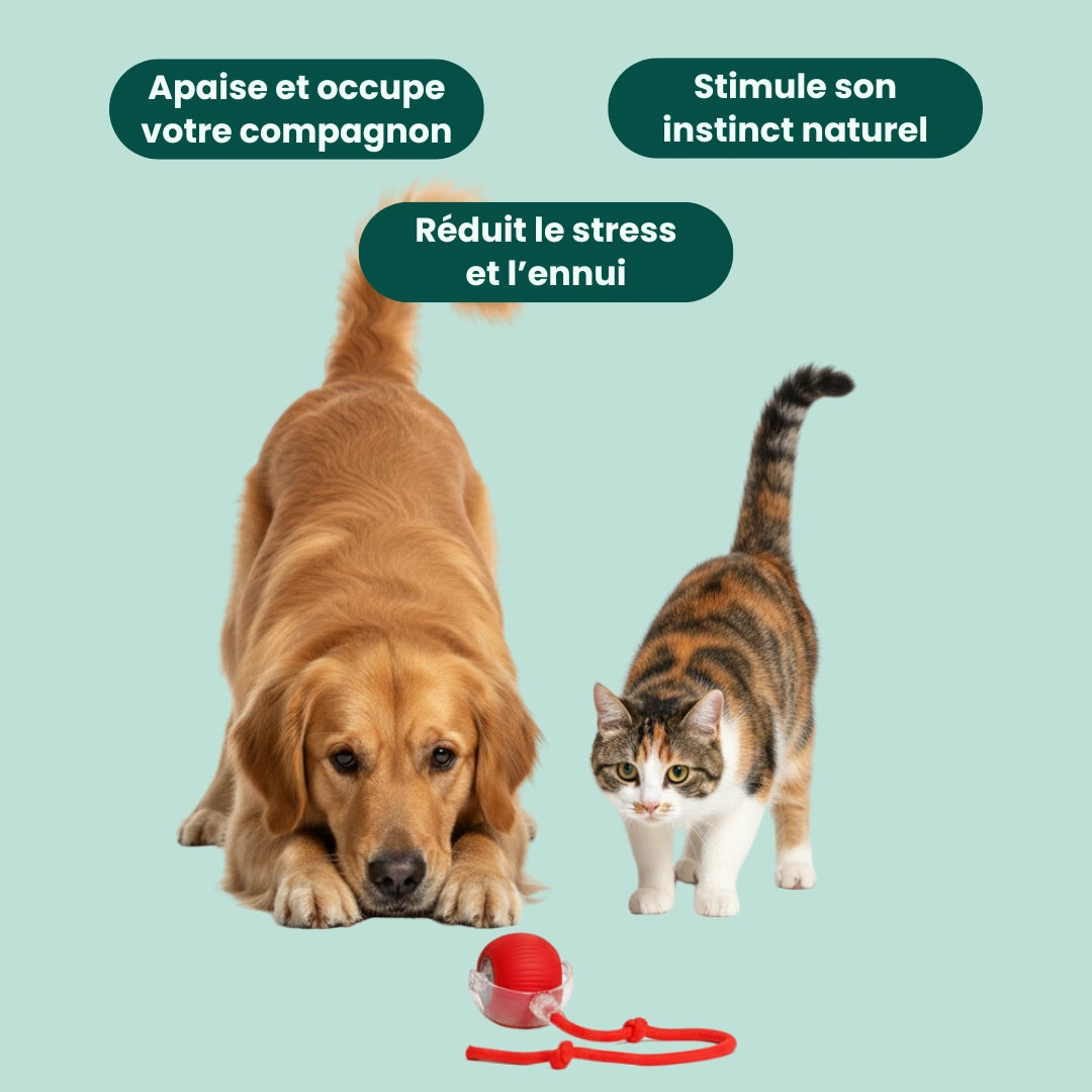 PlayPaw™ – Balle intelligente
