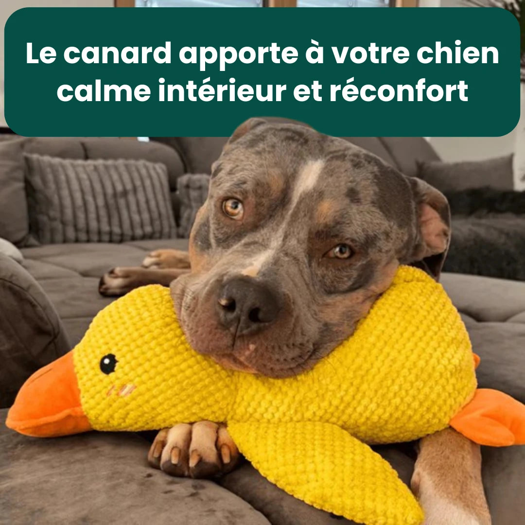 CalmPaw™ - Canard Anti-Stress