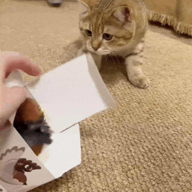 Plume™ - Oiseau réaliste pour chats