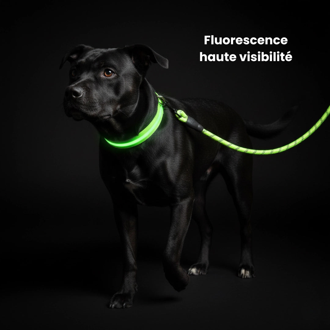 Laisse pour chien réfléchissante