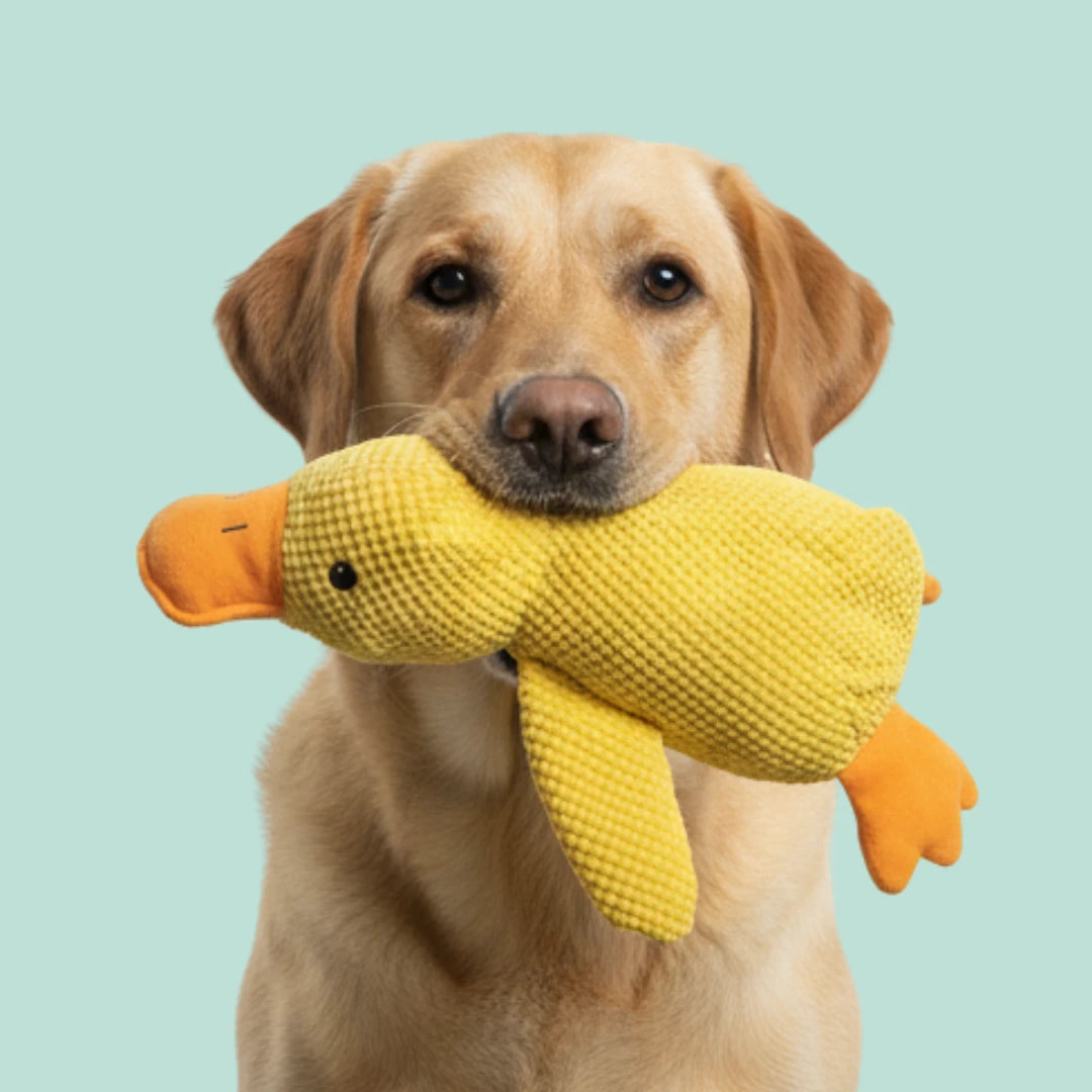CalmPaw™ - Canard Anti-Stress