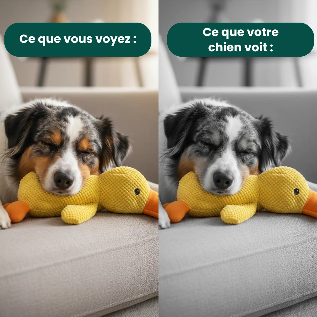 CalmPaw™ - Canard Anti-Stress