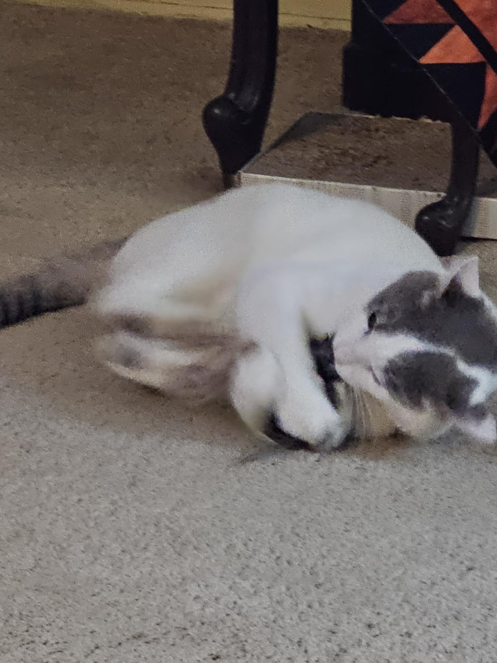 <h3><strong>Découvrez pourquoi des milliers de propriétaires de chats en sont fans</strong></h3>