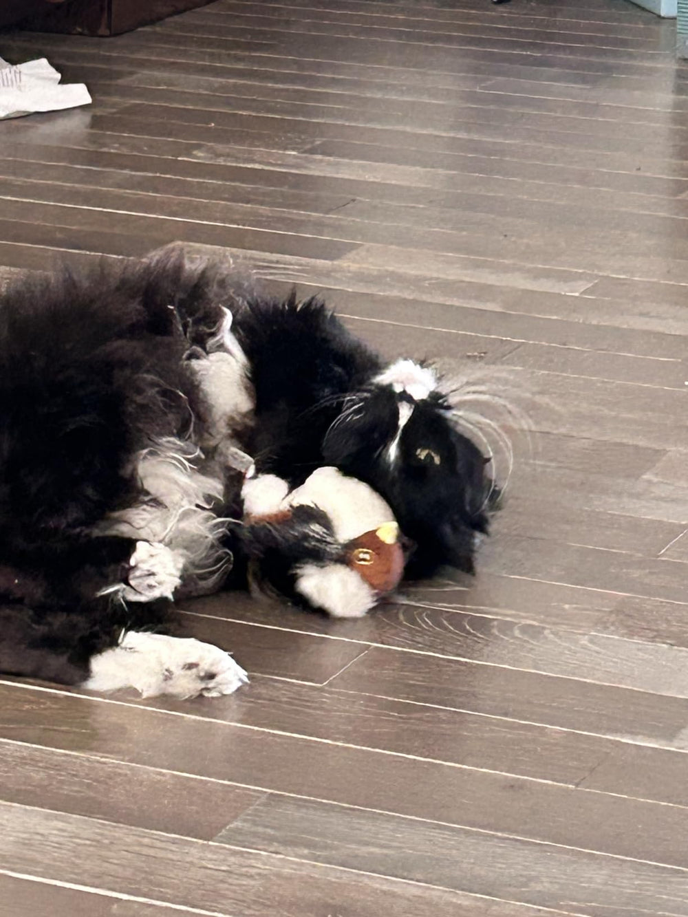 <h3><strong>Découvrez pourquoi des milliers de propriétaires de chats en sont fans</strong></h3>