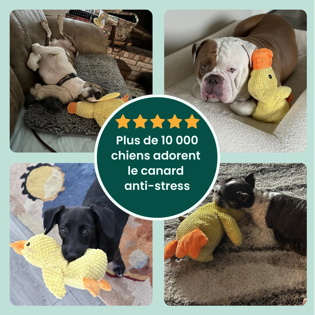 CalmPaw™ - Canard Anti-Stress