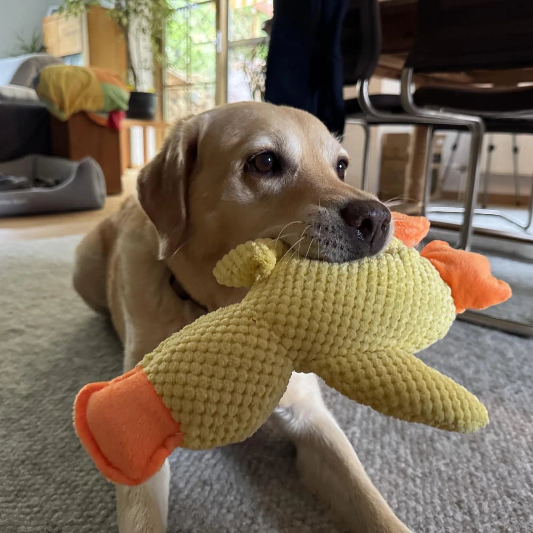 CalmPaw™ - Canard Anti-Stress