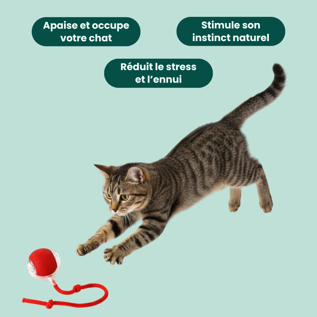 PlayPaw™ – Jouet intelligent pour un chat heureux, même en votre absen