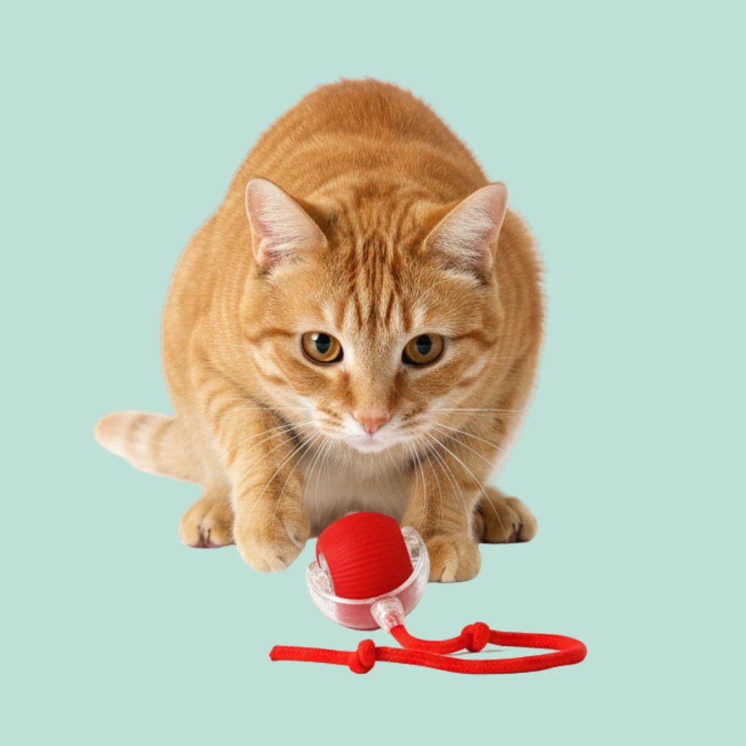 PlayPaw™ – Balle intelligente