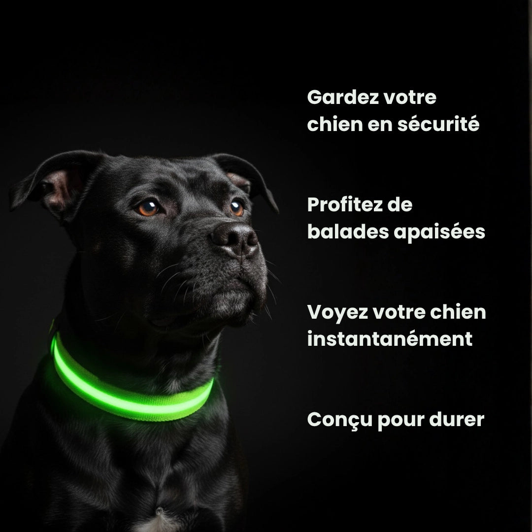 SafeLight™ – Collier Lumineux pour Chien