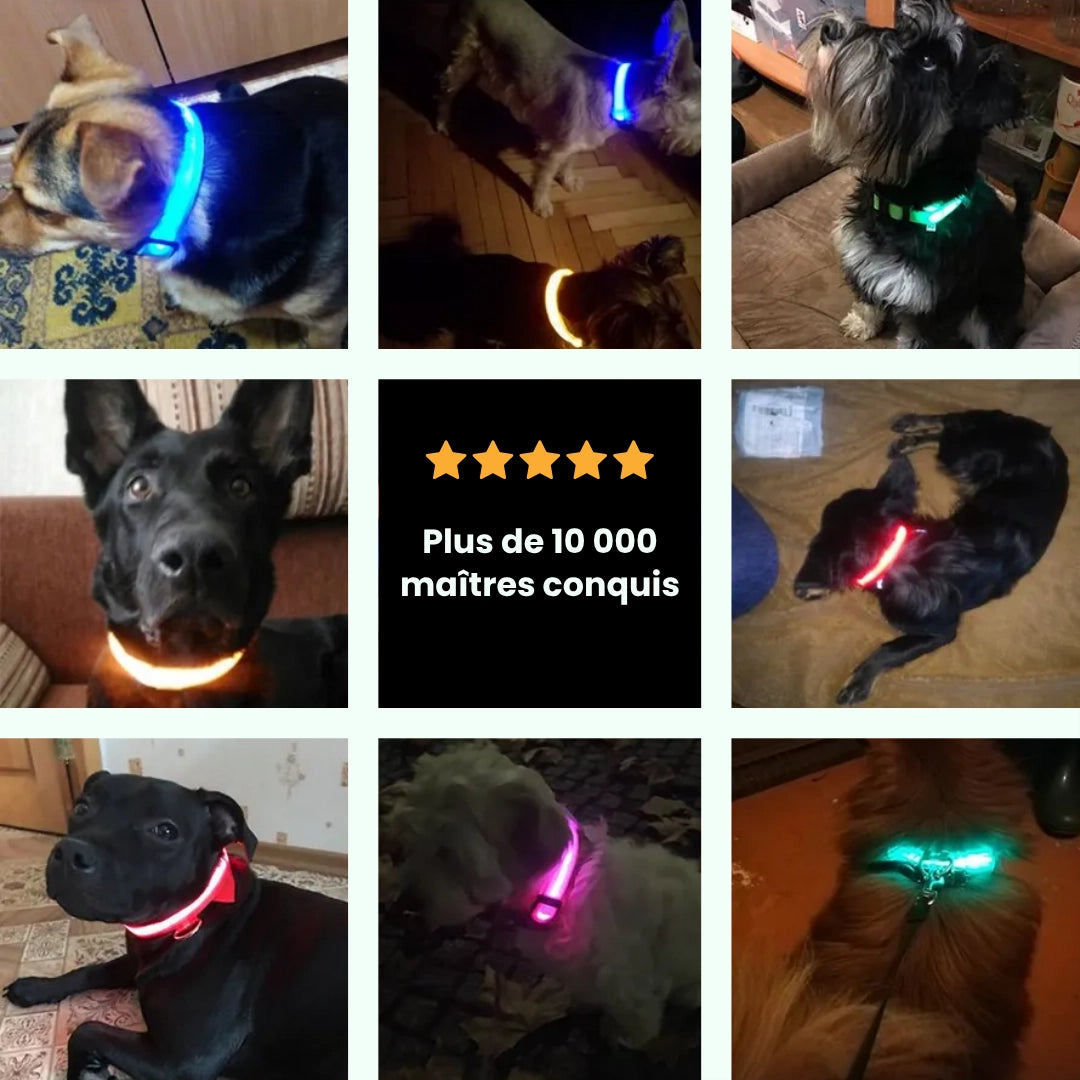 SafeLight™ – Collier Lumineux pour Chien