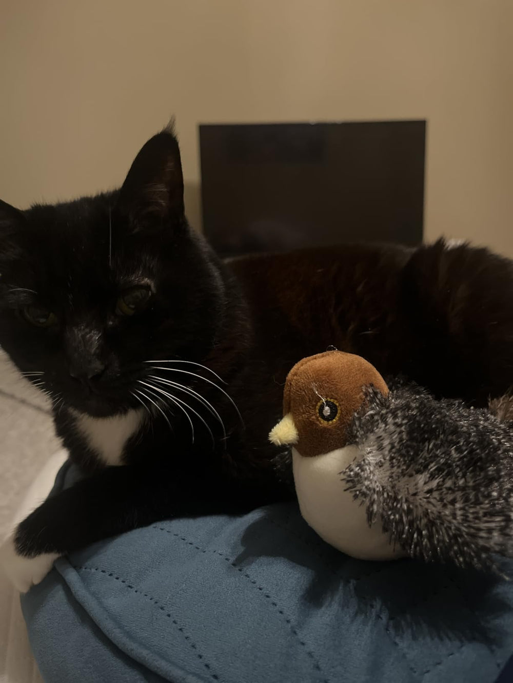 <h3><strong>Découvrez pourquoi des milliers de propriétaires de chats en sont fans</strong></h3>