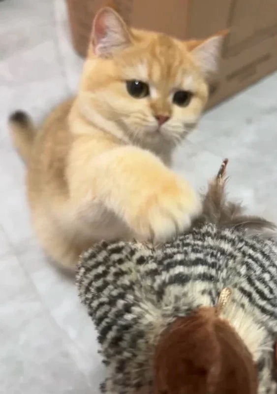 <h3><strong>Découvrez pourquoi des milliers de propriétaires de chats en sont fans</strong></h3>